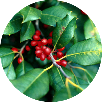 Кукольван (Cocculus indicus)