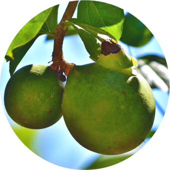 Рвотный орех (Nux vomica)